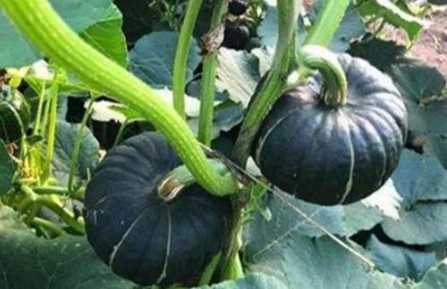 西安吃瓜网红是谁啊,揭秘西安网红“吃瓜达人”之谜  第2张