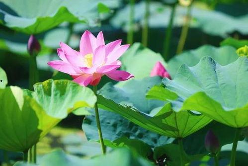 荷花最近爆料视频播放,揭秘幕后故事，精彩瞬间回顾  第3张