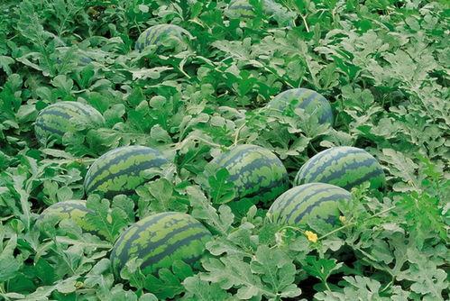 凉山吃瓜爆料视频大全,视频大全揭秘当地风土人情 第2张 凉山吃瓜爆料视频大全,视频大全揭秘当地风土人情 第2张