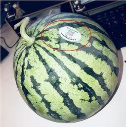 浏阳网红吃瓜,揭秘幕后故事与热门话题